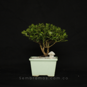 Bonsái Buxus 2 Años