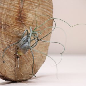 Planta Aérea Tillandsia Butzii