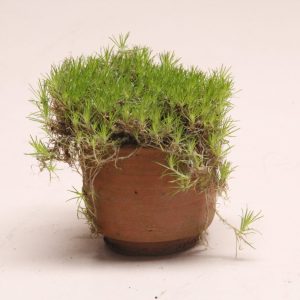 Planta Musgo Escocés