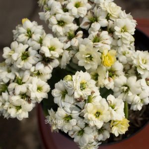 Planta Kalanchoe Blanco