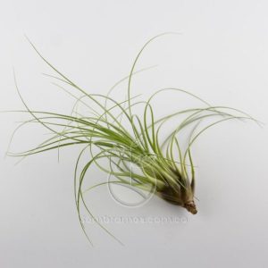Planta Aérea Tillandsia Punctulata