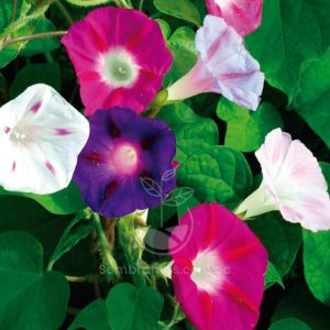 Semillas Campanilla Gloria de la Mañana