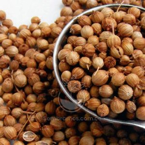 Semilla Cilantro Orgánico