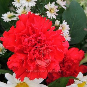 Semillas Clavel Chabaud Rojo