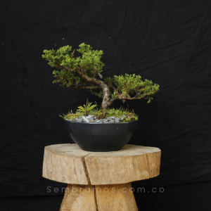 Bonsái Pino 5 Años