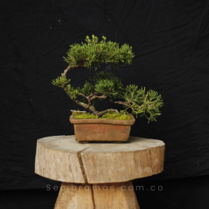 Bonsái Pino 3 Años