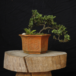 Bonsái Junípero 5 Años