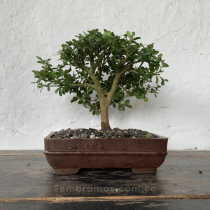 Bonsái Buxus 8 Años