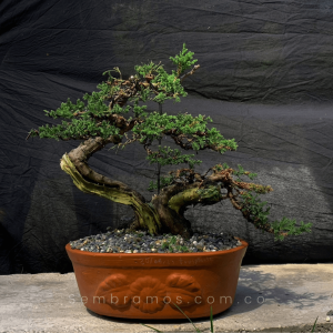 Bonsái Junípero 15 Años