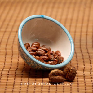 Semillas Ricino Verde