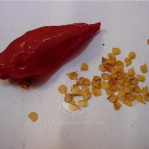Semilla Ají Orgánico