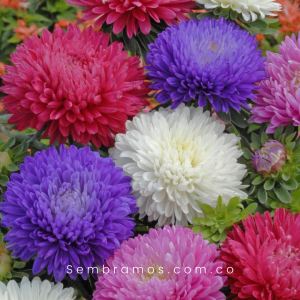 Semillas Aster Mezcla de Colores