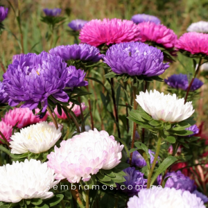 Semillas Aster Gigante de California
