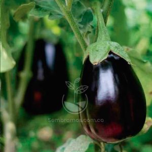 Semillas Berenjena Larga