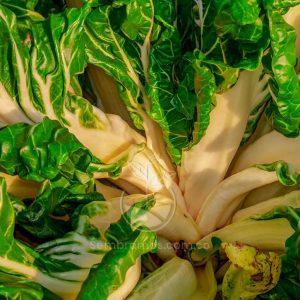 Semillas Acelga Penca Blanca