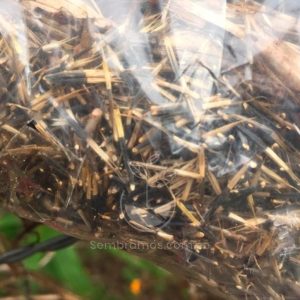 Semilla Rosa Amarilla Orgánica