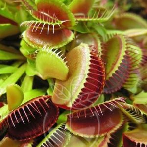 Planta Carnívora Venus Atrapamoscas